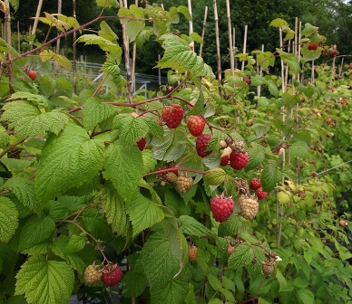 coldiretti. CONTRIBUTI A FONDO PERDUTO PER LE IMPRESE AGROALIMENTARI