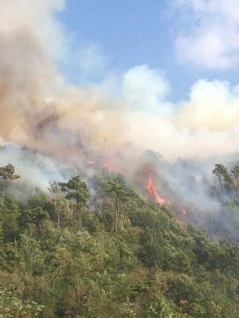 lamporecchio. A FUOCO CINQUE ETTARI DI BOSCO