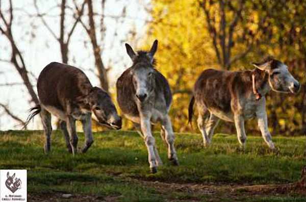 palio de’ciui. ASINI… PER FARCI DIVERTIRE