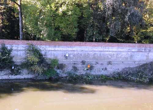 VILLA MEDICEA E OMBRONE, RIPULITURA CON I “TREE CLIMBERS”