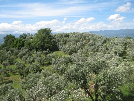 olio. IN TOSCANA CALO NELLA PRODUZIONE DEL 30 PER CENTO