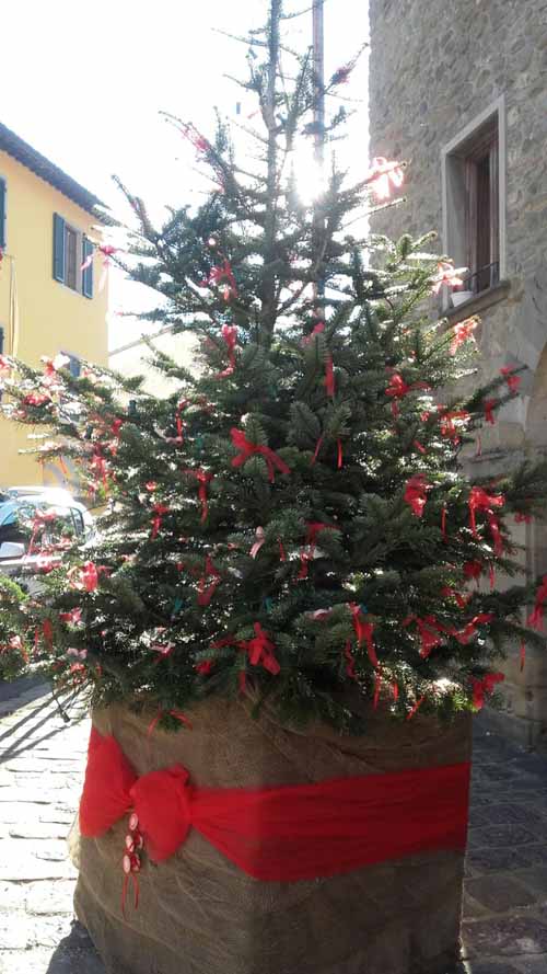 san[t]ità. OSPEDALE DI PESCIA, L’ALBERO DI NATALE DONATO DAL SINDACO