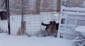 Canile di Laterza sommerso dalla neve