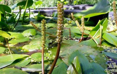 padule. UNO STAND SULLE PIANTE ACQUATICHE A “NATURALITAS” DI PESCIA