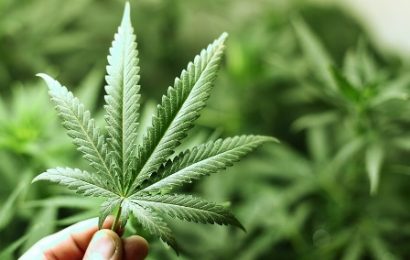 montemurlo. LEGALIZZARE LA CANNABIS? SE NE DISCUTE IN CONSIGLIO