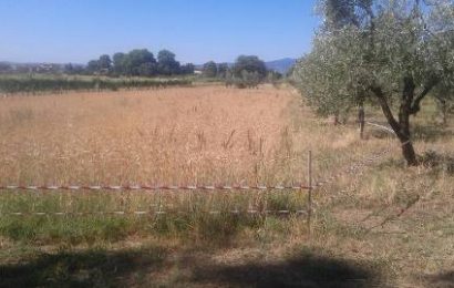 montemurlo. LA FESTA DEL GRANO SI APRE CON LA MIETITURA CON LA FALCE A MANO