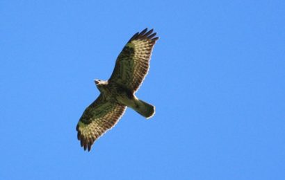 natura in festa. LA LIBERAZIONE DI UCCELLI RAPACI NELLA RISERVA NATURALE