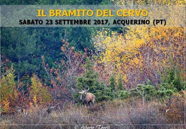 eventi in montagna. IL BRAMITO DEL CERVO