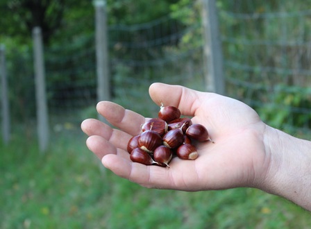 castagne. PRODUZIONE IN RIPRESA ANCHE A PISTOIA