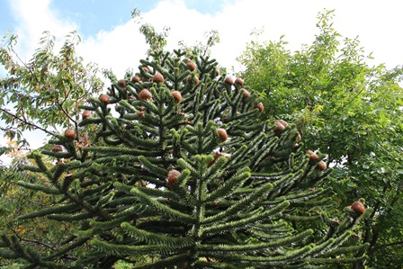 TORNEREMO A PRODURRE ARAUCARIA? INCONTRO IL 4 DICEMBRE IN COLDIRETTI