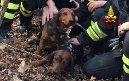 CANE INCASTRATO IN UNA TANA D’ISTRICE, SALVATO DAI VIGILI DEL FUOCO