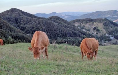 allevamento bovino. SETTORE IN BUONA SALUTE NONOSTANTE IL CALO DI FIENO