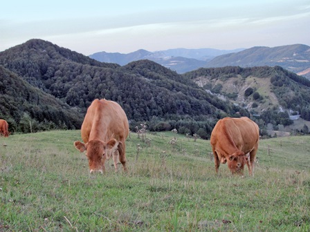 allevamento bovino. SETTORE IN BUONA SALUTE NONOSTANTE IL CALO DI FIENO