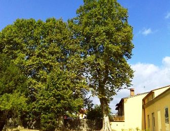 alberi monumentali. MONTEMURLO, PRIMO IN TOSCANA PER NUMERO DI PIANTE CENSITE