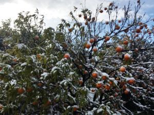 confagricoltura toscana. “IL GELO METTE A RISCHIO 1500 ETTARI DI PESCHE, SUSINE, ALBICOCCHE”