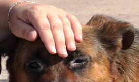 alla stazione. ACCAREZZA UN CANE E VIENE PRESO A PUGNI