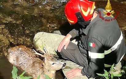 CAPRIOLO FINISCE NEL GRETO DI UN TORRENTE