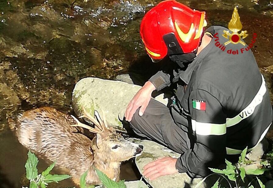 CAPRIOLO FINISCE NEL GRETO DI UN TORRENTE