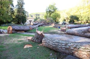 montecatini. LA CATTIVA GESTIONE DEL VERDE PUBBLICO