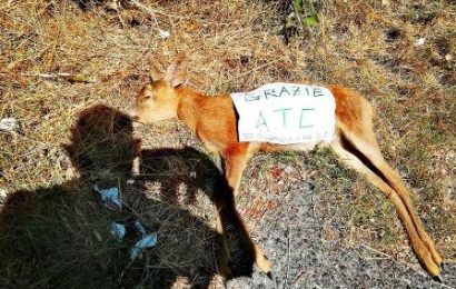 BRACCONAGGIO, CAPRIOLO MORTO: UNA PROTESTA CONTRO L’ATC