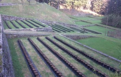 forestadelteso. FESTA “DI MORE, LAMPONI, MIRTILLI E… STELLE CADENTI”