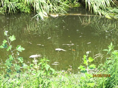 VASTA MORIA DI PESCI NEL TORRENTE BRANA