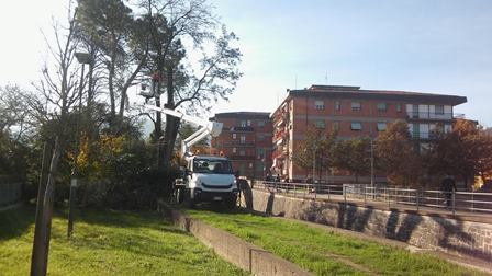 quarrata. SUL TORRENTE FERMULLA SI TAGLIANO GLI ALBERI. “SONO MALATI E PERICOLOSI”