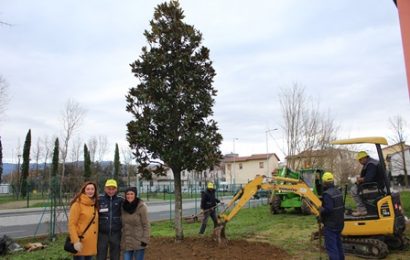 UNA MAGNOLIA DI 35 ANNI ALLA SCUOLA ROCCON ROSSO