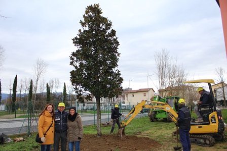 UNA MAGNOLIA DI 35 ANNI ALLA SCUOLA ROCCON ROSSO