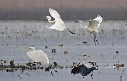 padule di fucecchio. PARTONO LE ESCURSIONI PRIMAVERILI