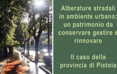 ALBERATURE STRADALI IN AMBIENTE URBANO: UN PATRIMONIO DA CONSERVARE