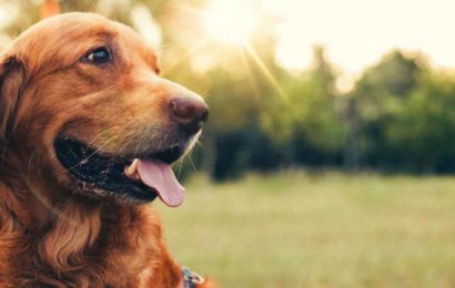 biblioteca san giorgio. SABATO LA FESTA DEL CANE