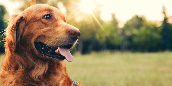 biblioteca san giorgio. SABATO LA FESTA DEL CANE