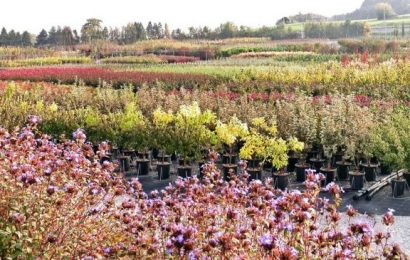 coronavirus. CIA TOSCANA: RIAPRE IL FLOROVIVAISMO. VENDITA DI PIANTE E FIORI NEI VIVAI, BOCCATA DI OSSIGENO PER IL SETTORE