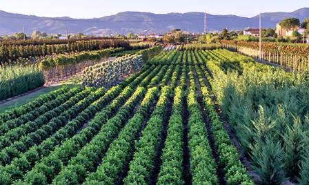 IL NUOVO PROGETTO INTEGRATO DEL DISTRETTO VIVAISTICO, SE NE PARLA AL CIRCOLO DI MASIANO