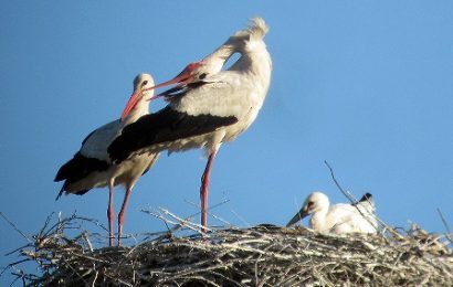 quarrata. RINVIATO AL 2 GIUGNO “IL GIORNO DELLA CICOGNA”