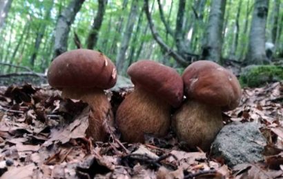 FUNGHI. I GIORNI DI DIVIETO NELLA PROVINCIA DI PISTOIA