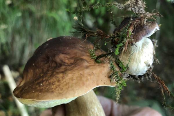 CONTROLLO DEI FUNGHI, GIORNI E ORARI NEGLI SPORTELLI MICOLOGICI ASL PRESSO LE SEDI TERRITORIALI. APERTI FINO A METÀ DICEMBRE