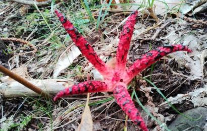 NON SOLO PORCINI. I SINGOLARI E RARI FUNGHI DELLA MONTAGNA PISTOIESE