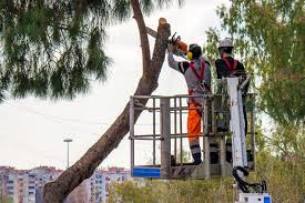 montecatini. DA MERCOLEDI 30 OTTOBRE ALTRI TAGLI DI PINI E ALBERI DICHIARATI “A RISCHIO  CADUTA”