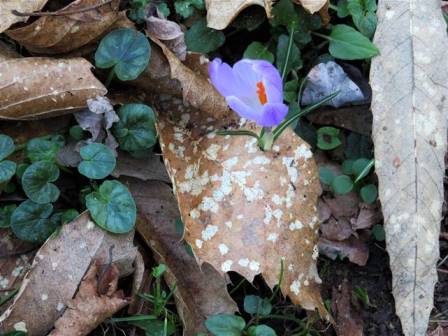 quarrata. LA MAGIA DELLA NATURA, SPUNTA UN FIORE DALLA FOGLIA