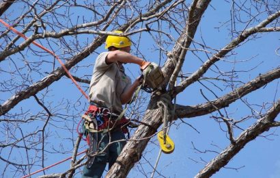 NUOVI INTERVENTI DI MANUTENZIONE DEL VERDE NELLE AREE PUBBLICHE