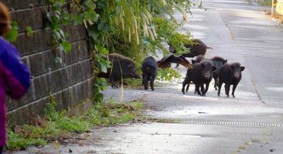 contenimento ungulati e coronavirus. CIA TOSCANA: SI PROCEDA CON ORDINANZA REGIONE TOSCANA