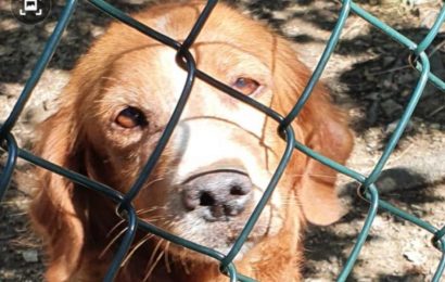 CANE IMPRIGIONATO IN UNA INFERRIATA, SALVATO DALLA POLIZIA PROVINCIALE