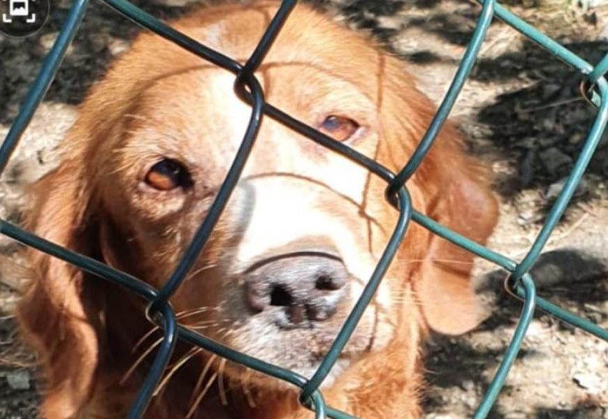 CANE IMPRIGIONATO IN UNA INFERRIATA, SALVATO DALLA POLIZIA PROVINCIALE