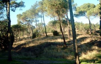 PARCO DI GALCETI E CASCINE DI TAVOLA, PARTONO GLI INTERVENTI DI MANUTENZIONE E PIANTUMAZIONE