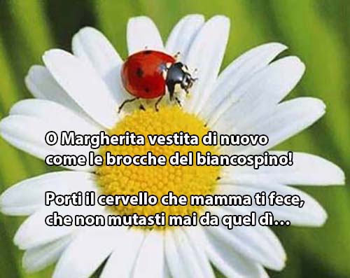 quarrata, gioie & dolori. LECCETO E ROGNE. ERANO DIECI NÉ GIOVIN NÉ FORTI E TUTTI STORTI (DI CERVELLO). 20