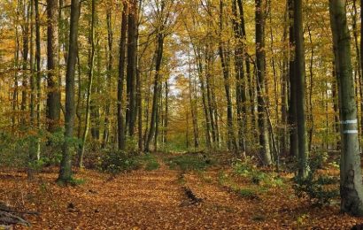 RESILIENZA E PREGIO DELLE FORESTE: MANIFESTAZIONI D’INTERESSE ENTRO IL 17 OTTOBRE