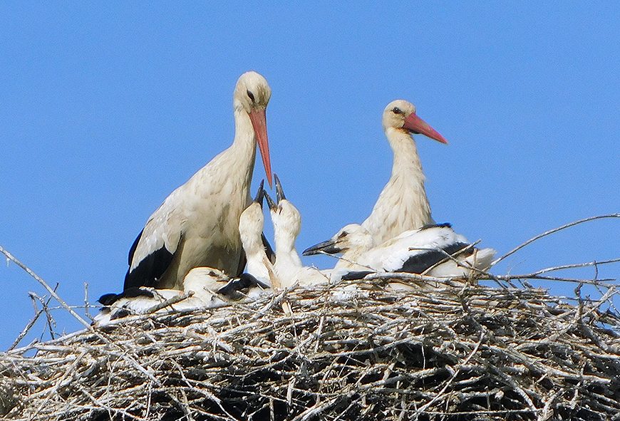 CONVEGNO ON LINE SULLA FAUNA TOSCANA ORGANIZZATO DAL CENTRO RDP PADULE DI FUCECCHIO