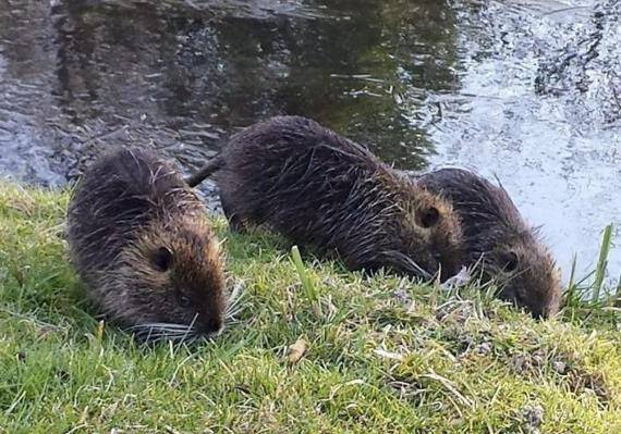 quarrata. CATTURATE E SOPPRESSE LE NUTRIE DEL FERMULLA